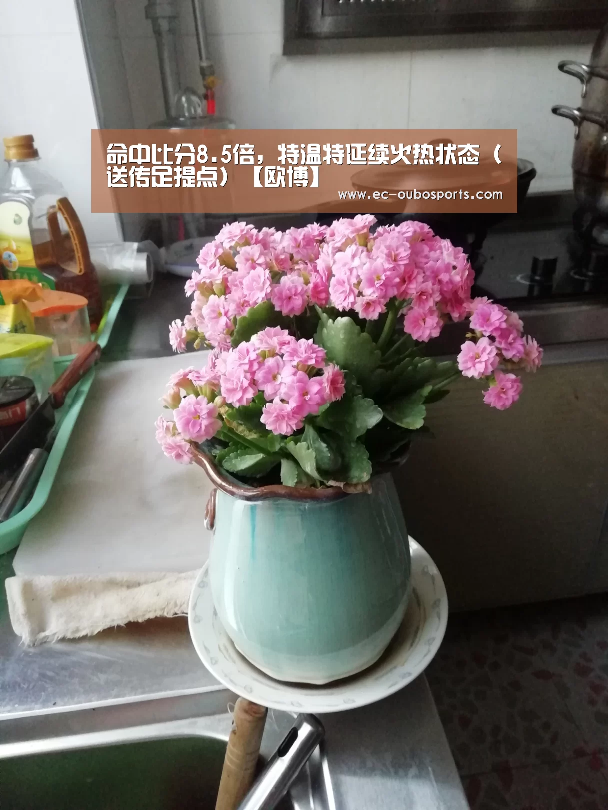 欧博